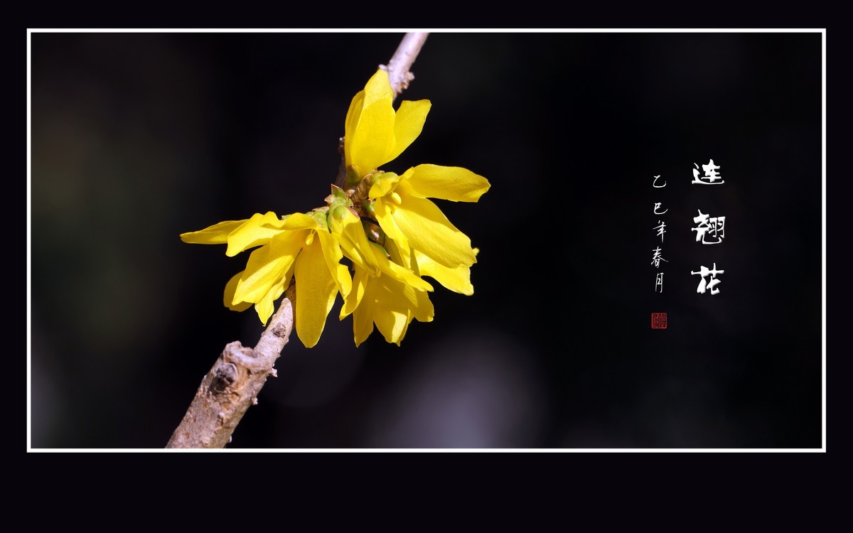 金灿灿的连翘花