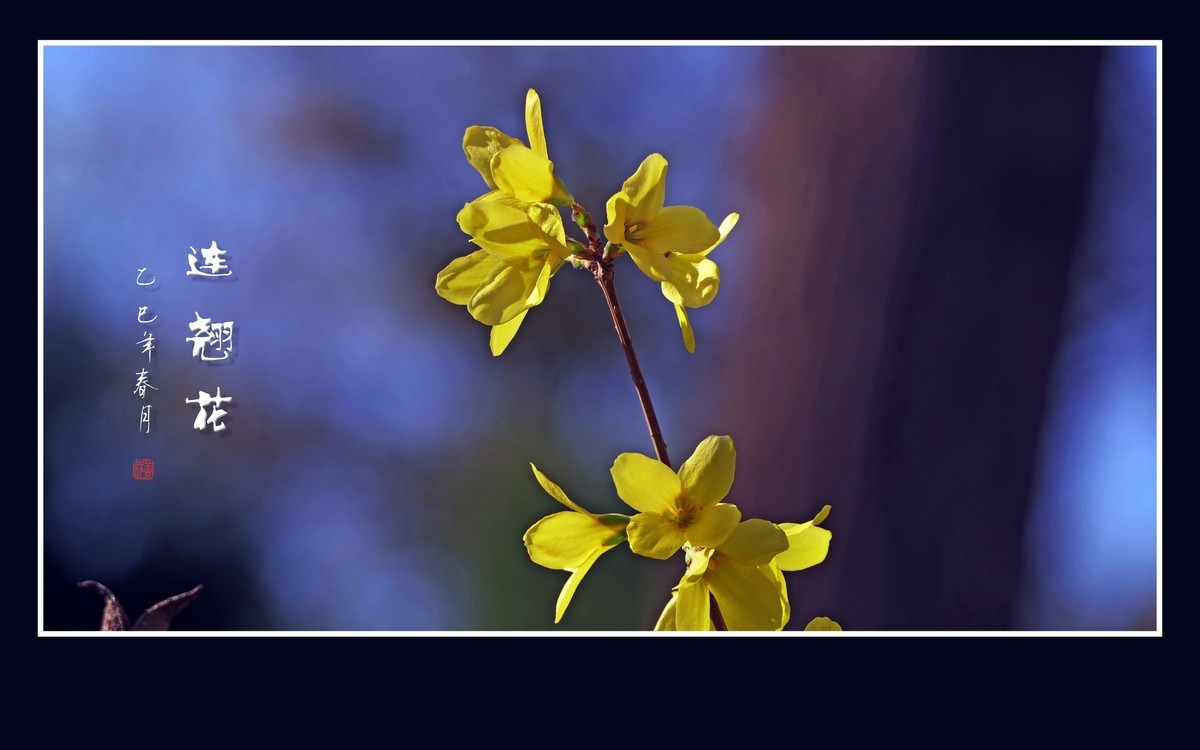 金灿灿的连翘花