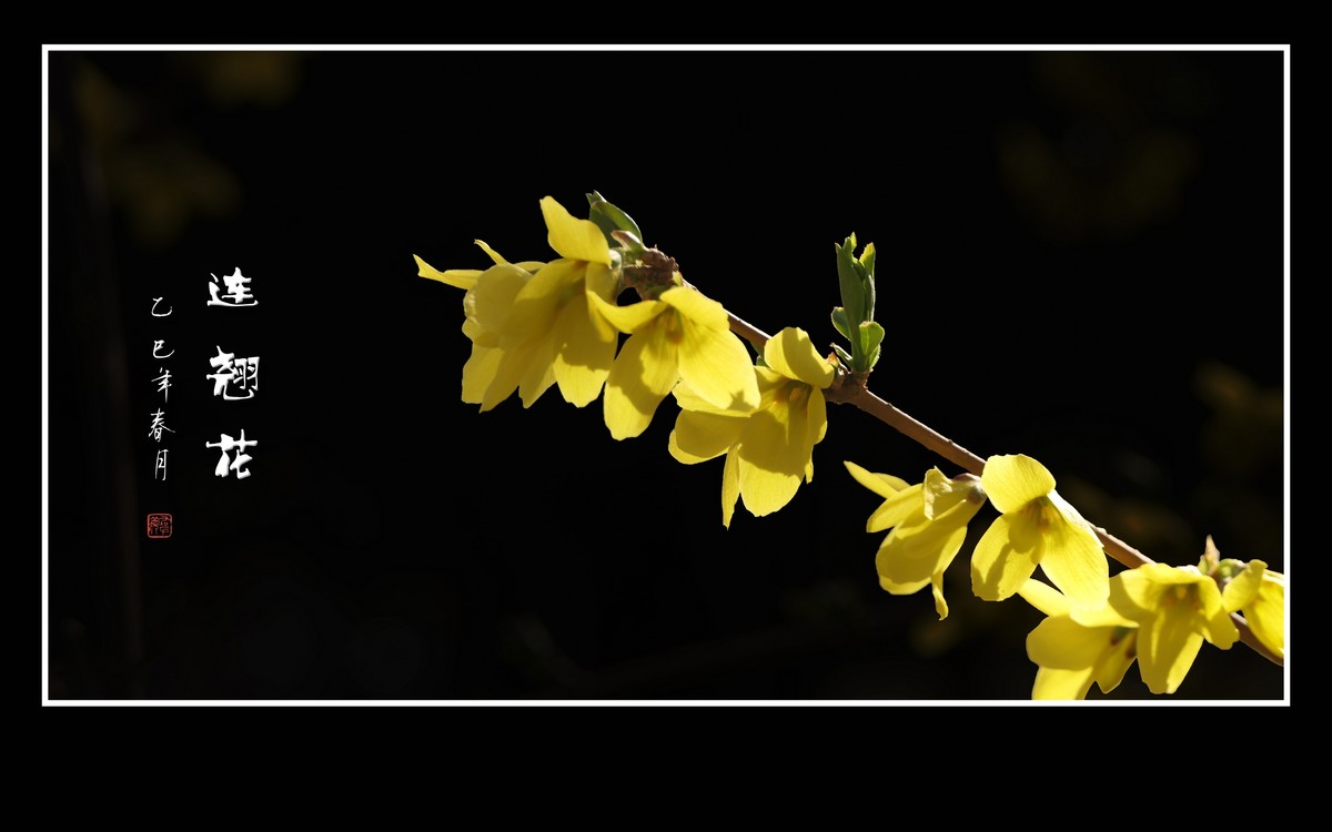 金灿灿的连翘花