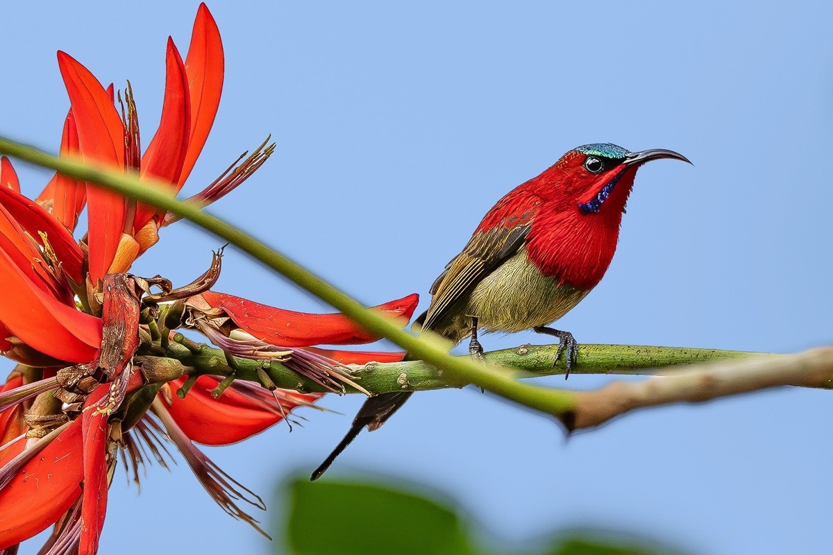 高黎贡山小精灵