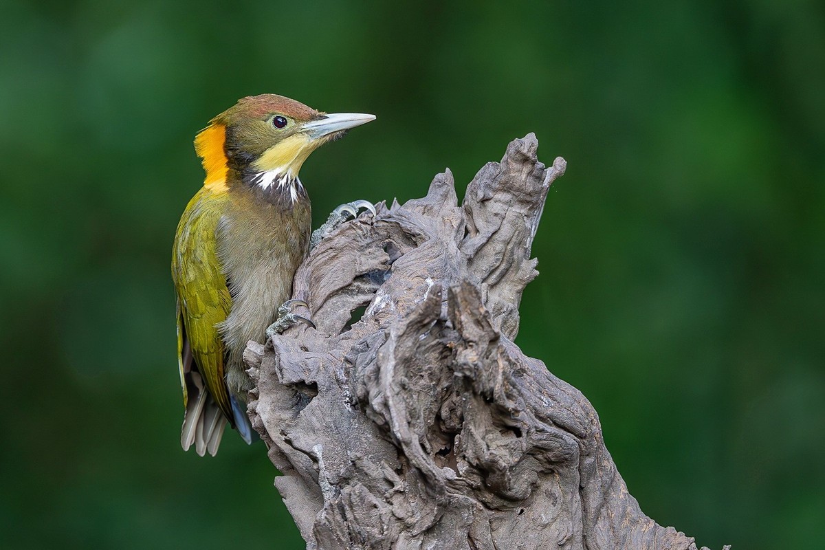 高黎贡山小精灵