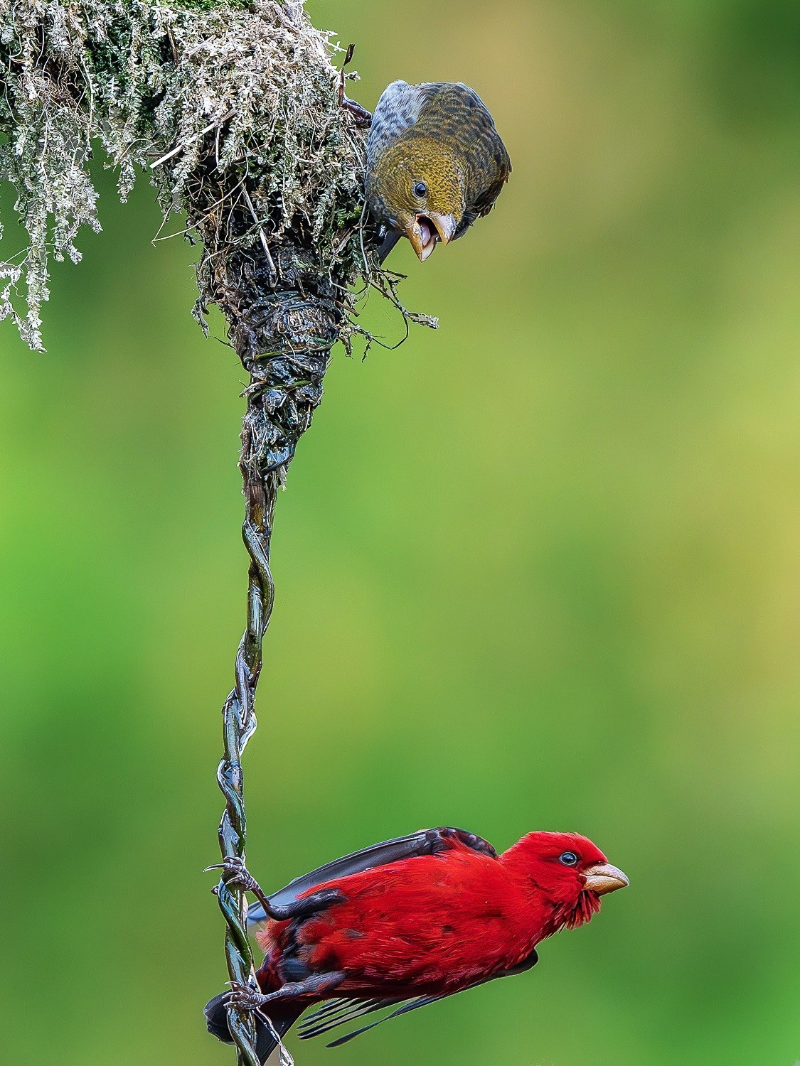 高黎贡山小精灵