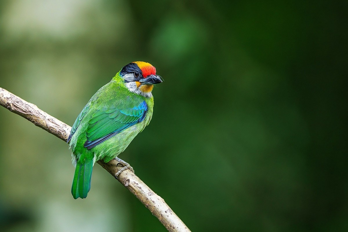 高黎贡山小精灵
