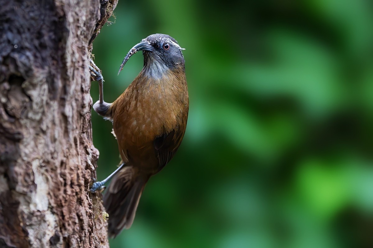 高黎贡山小精灵