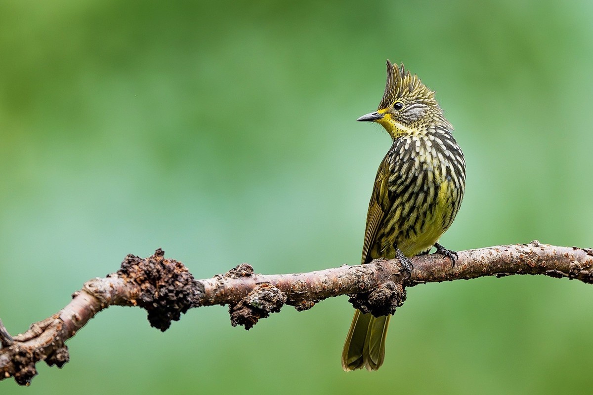 高黎贡山小精灵