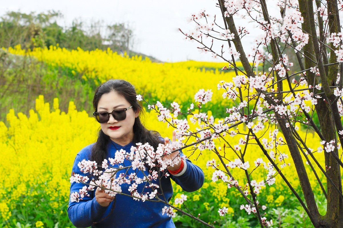 春天的美丽油菜花
