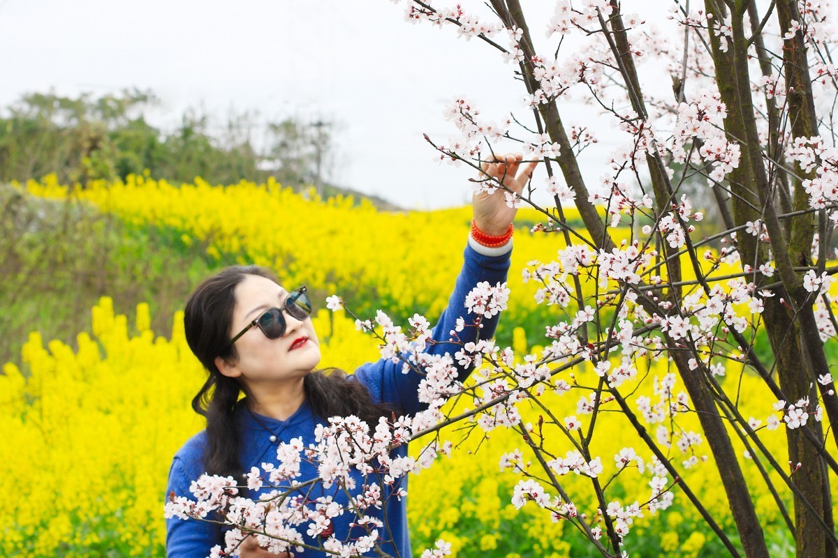 春天的美丽油菜花