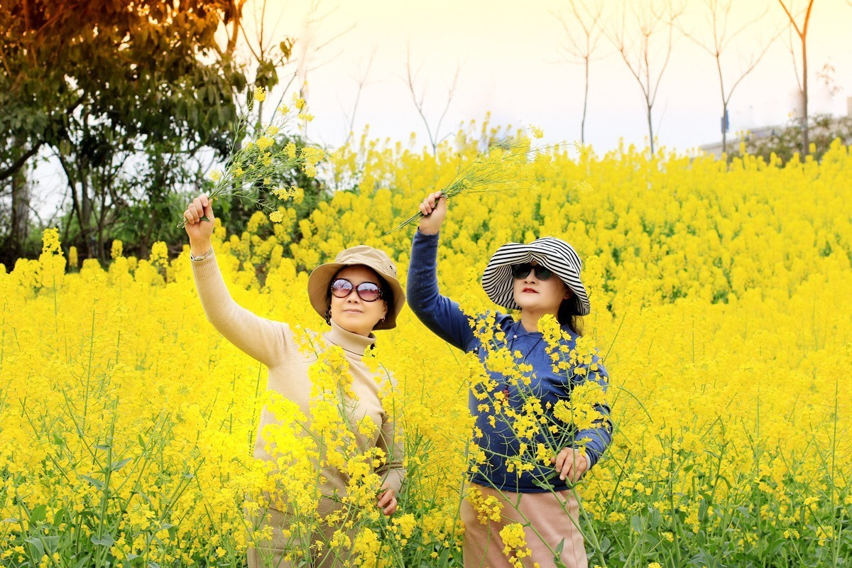 春天的美丽油菜花