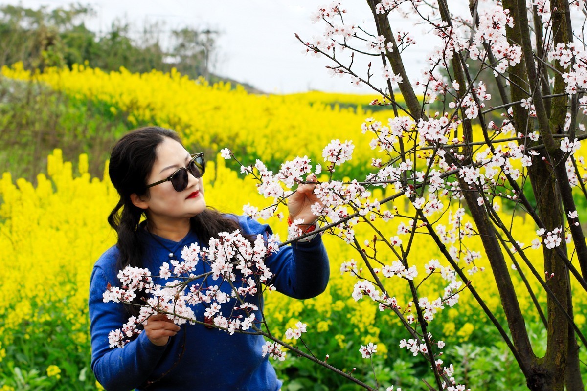 春天的美丽油菜花