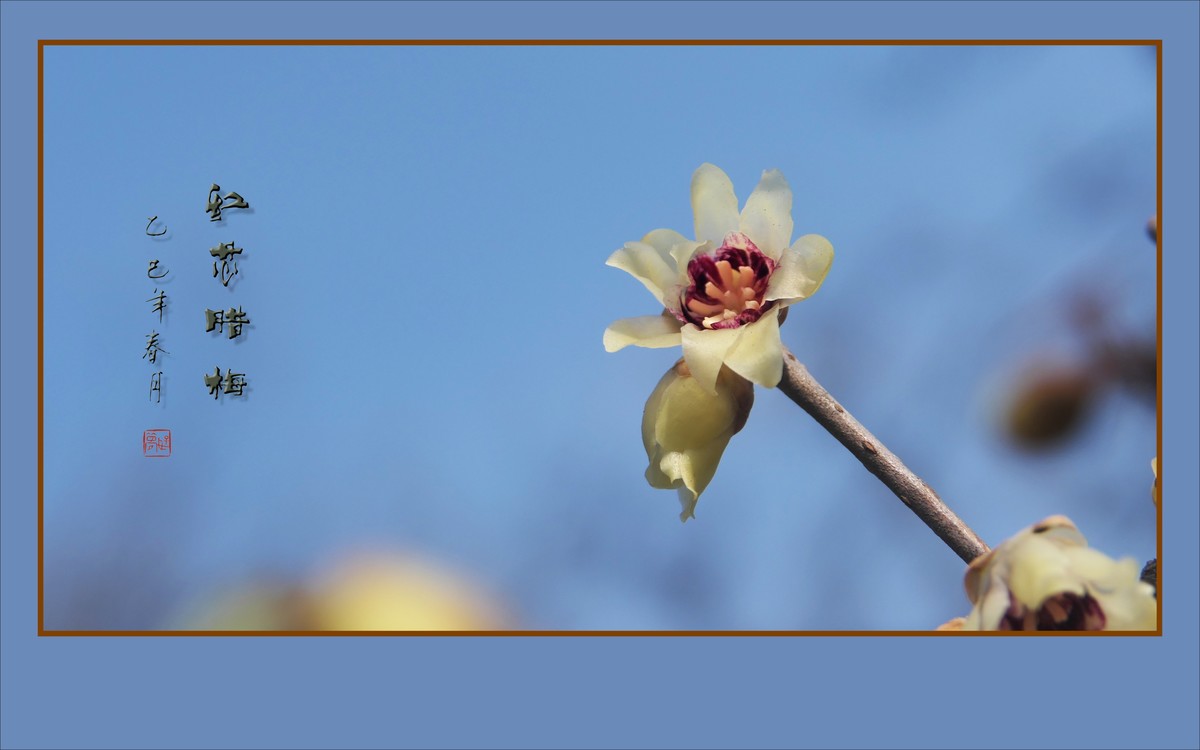 腊梅花开香绕枝