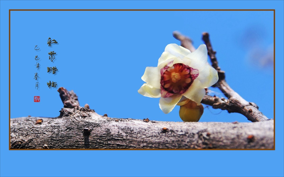 腊梅花开香绕枝