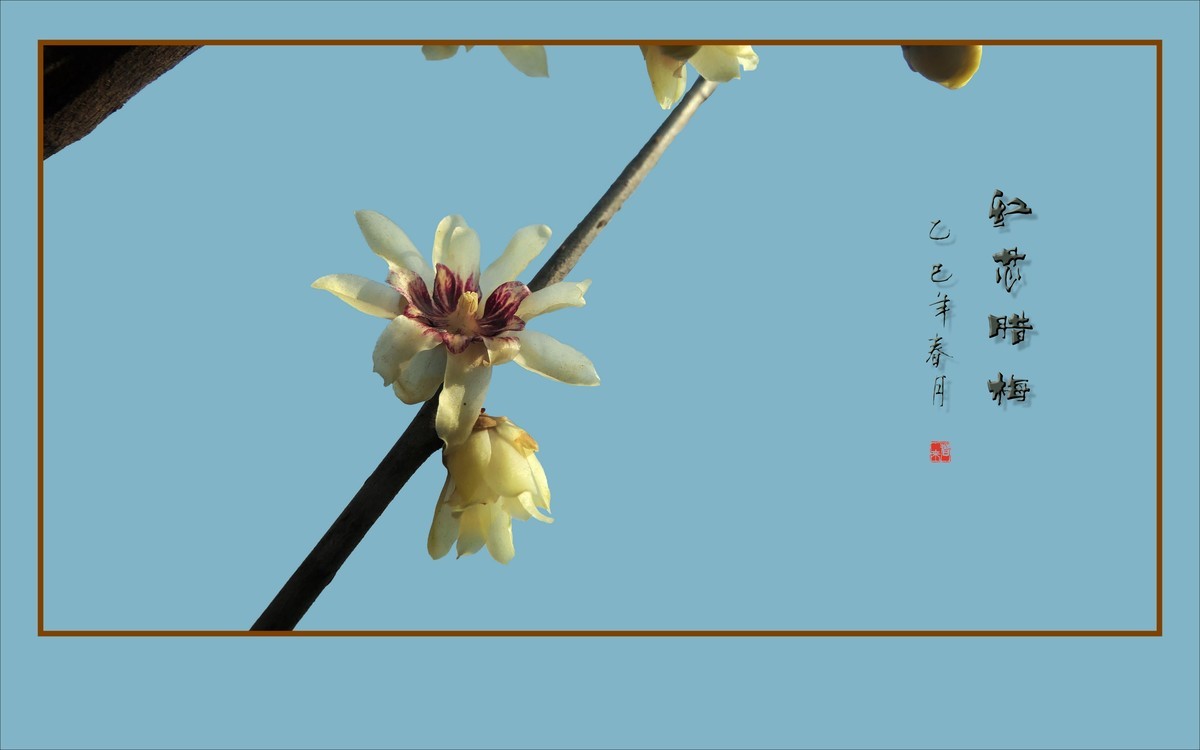腊梅花开香绕枝