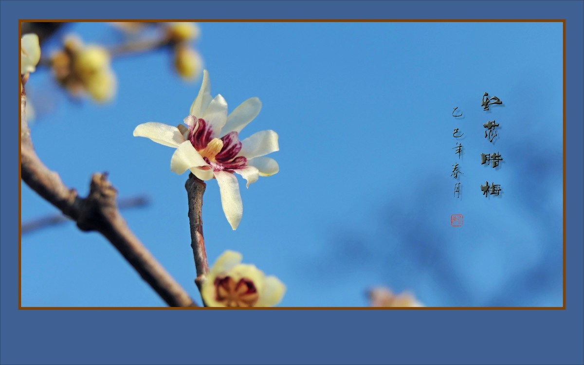 腊梅花开香绕枝