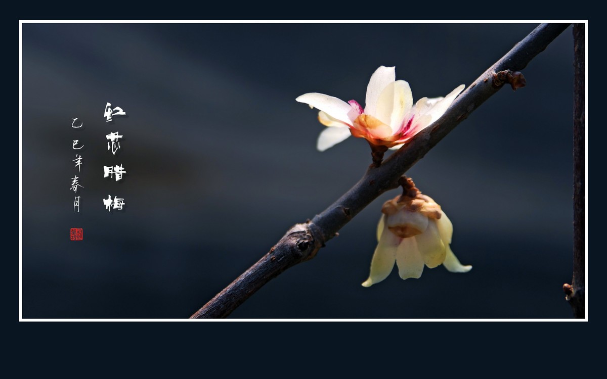 腊梅花开香绕枝