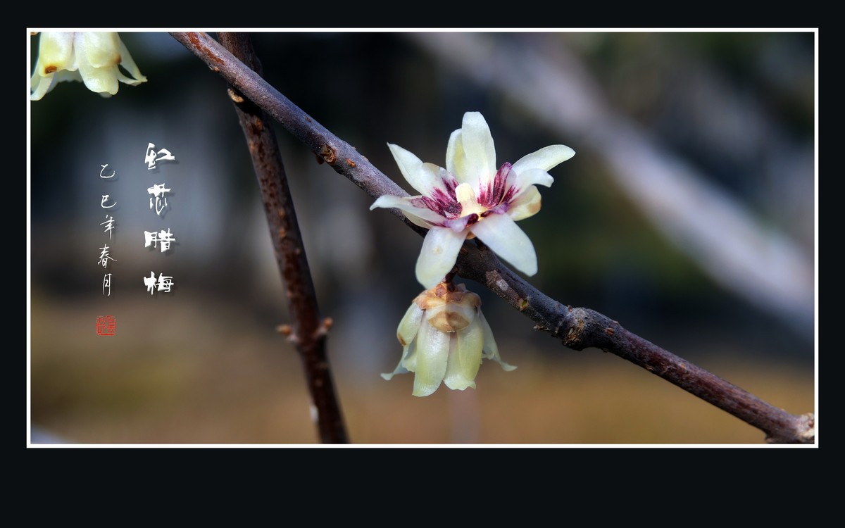 腊梅花开香绕枝