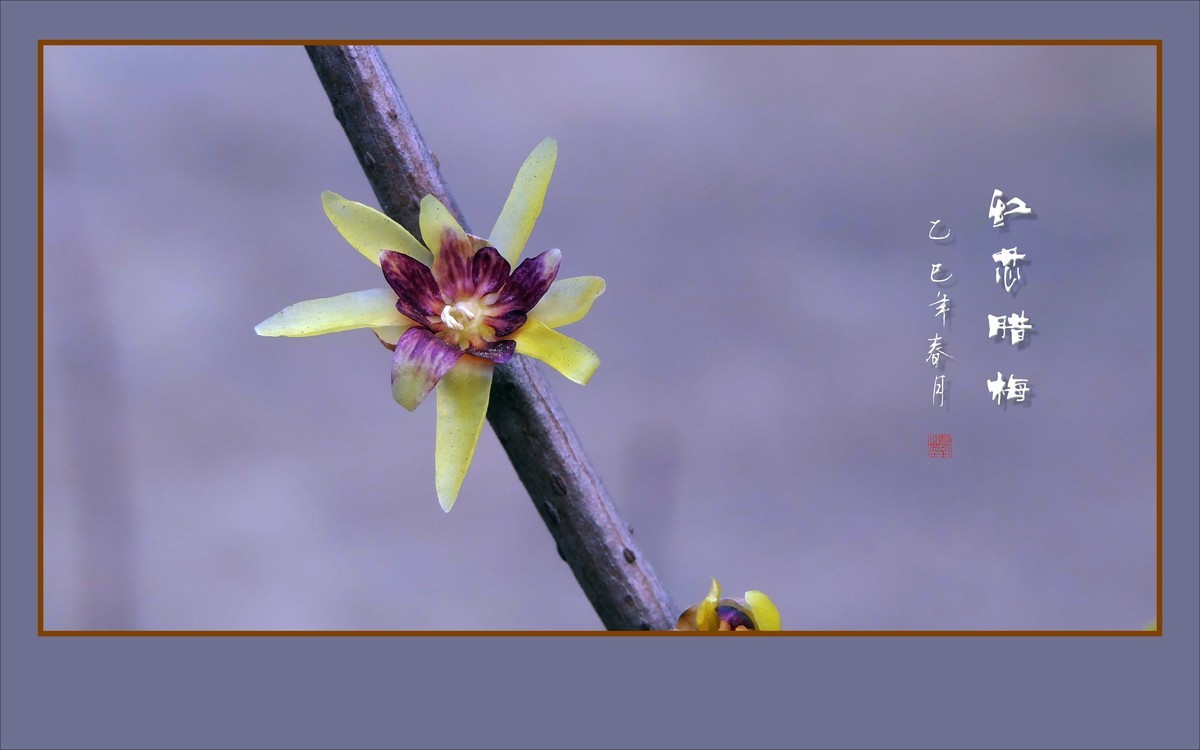 腊梅花开香绕枝