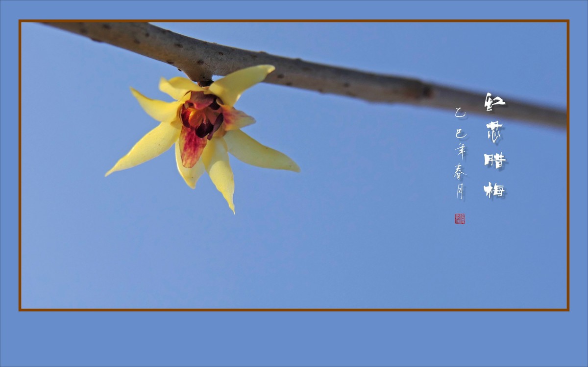 腊梅花开香绕枝