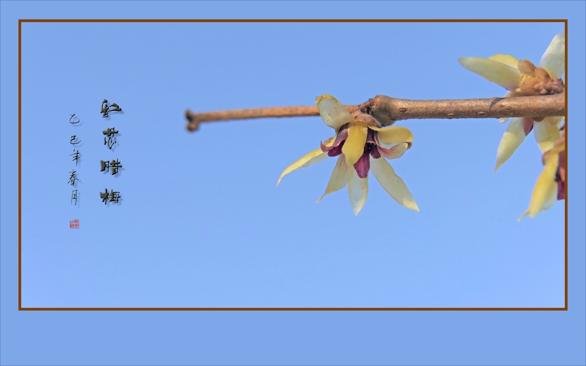 腊梅花开香绕枝