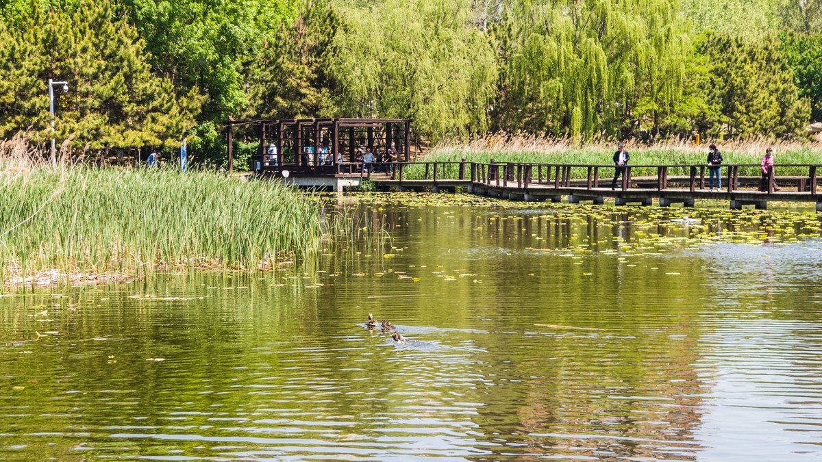 大 连 前 关 湿 地 （ 二 ）