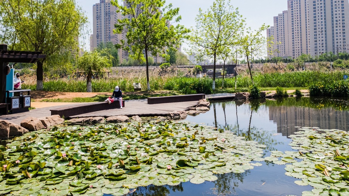 大 连 前 关 湿 地 （ 二 ）