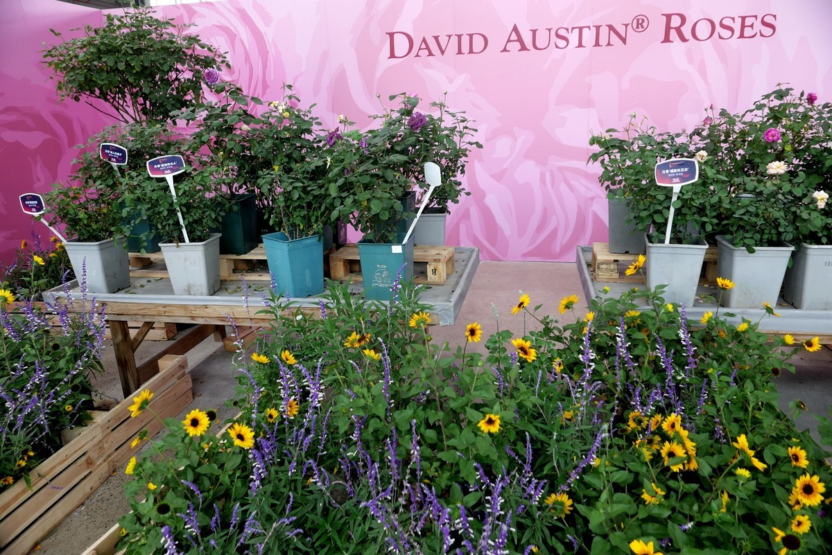 2025世界花园大会展掠影！