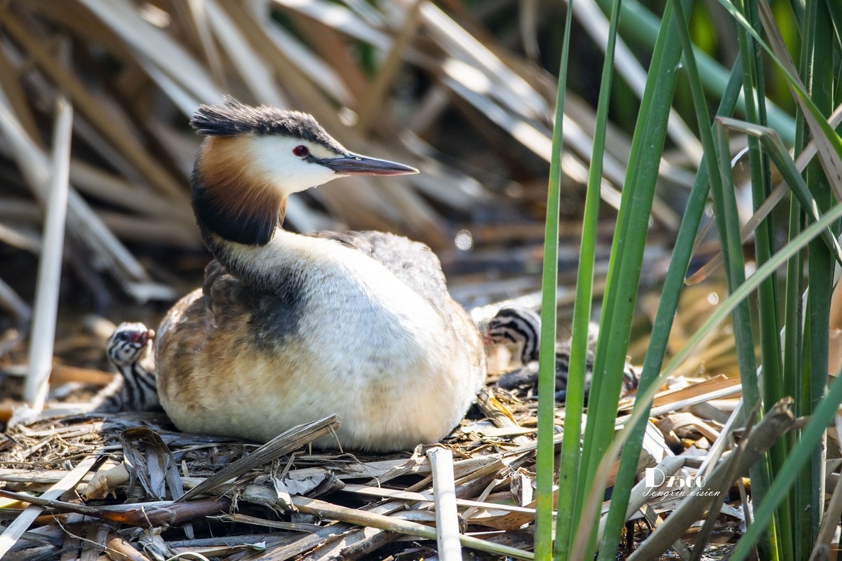 可爱的PI鹈（72）