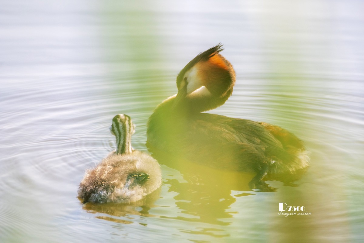 可爱的PI鹈（72）