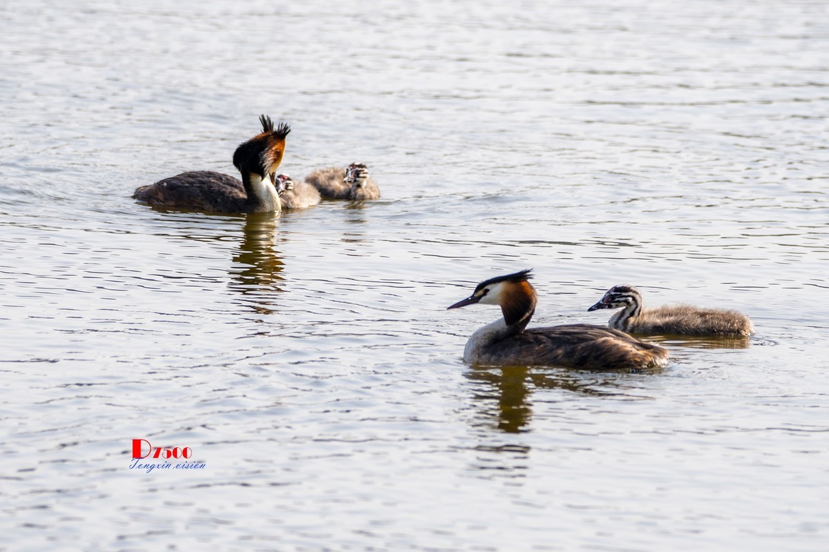 可爱的PI鹈（72）