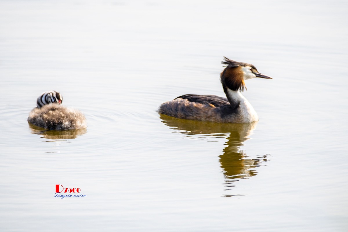 可爱的PI鹈（72）