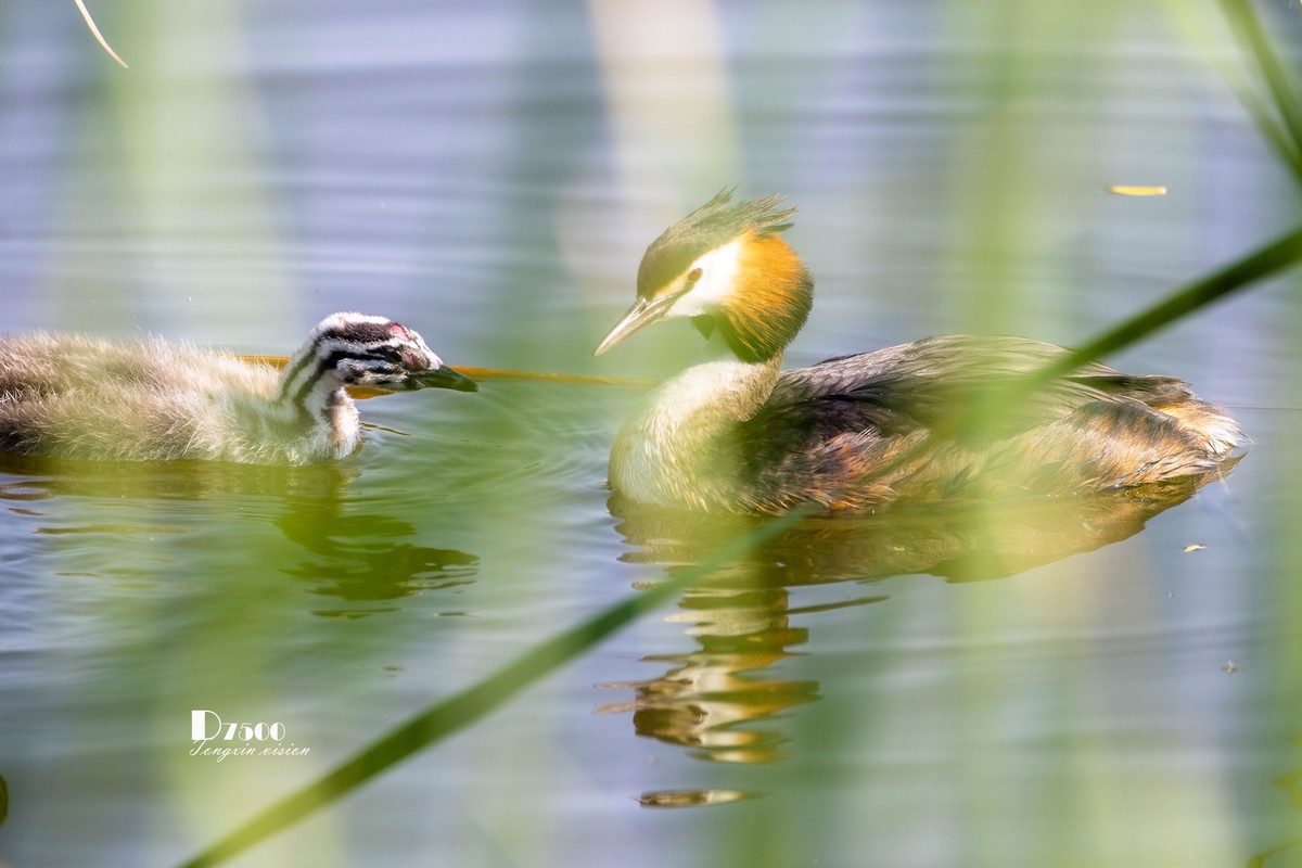 可爱的PI鹈（72）