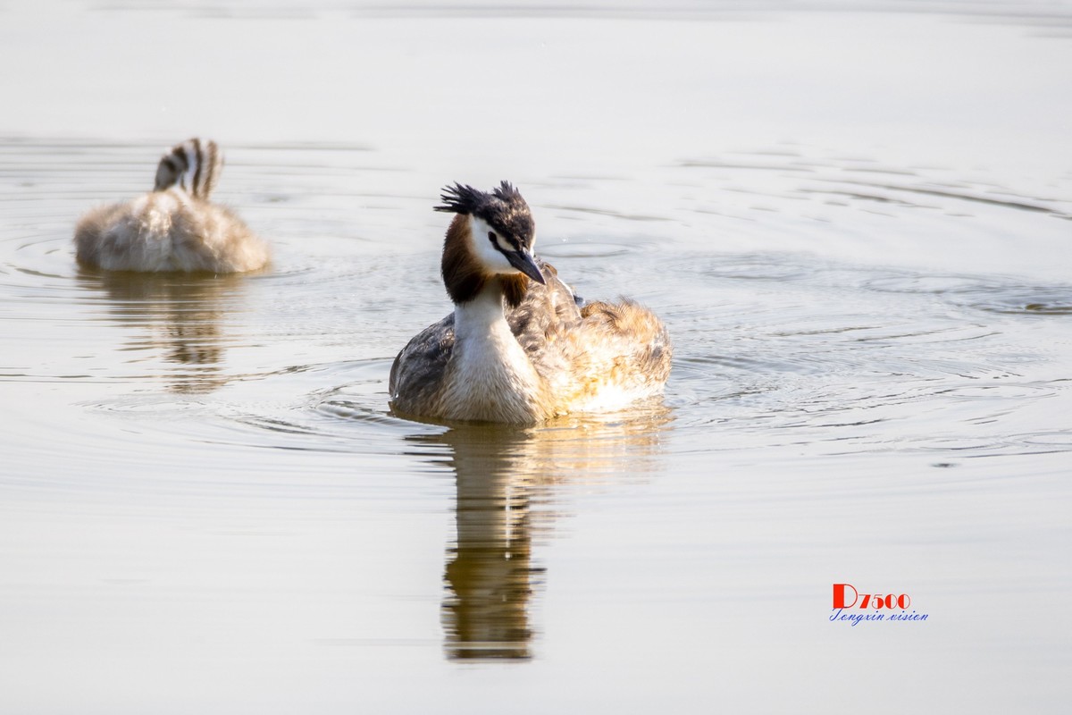 可爱的PI鹈（72）