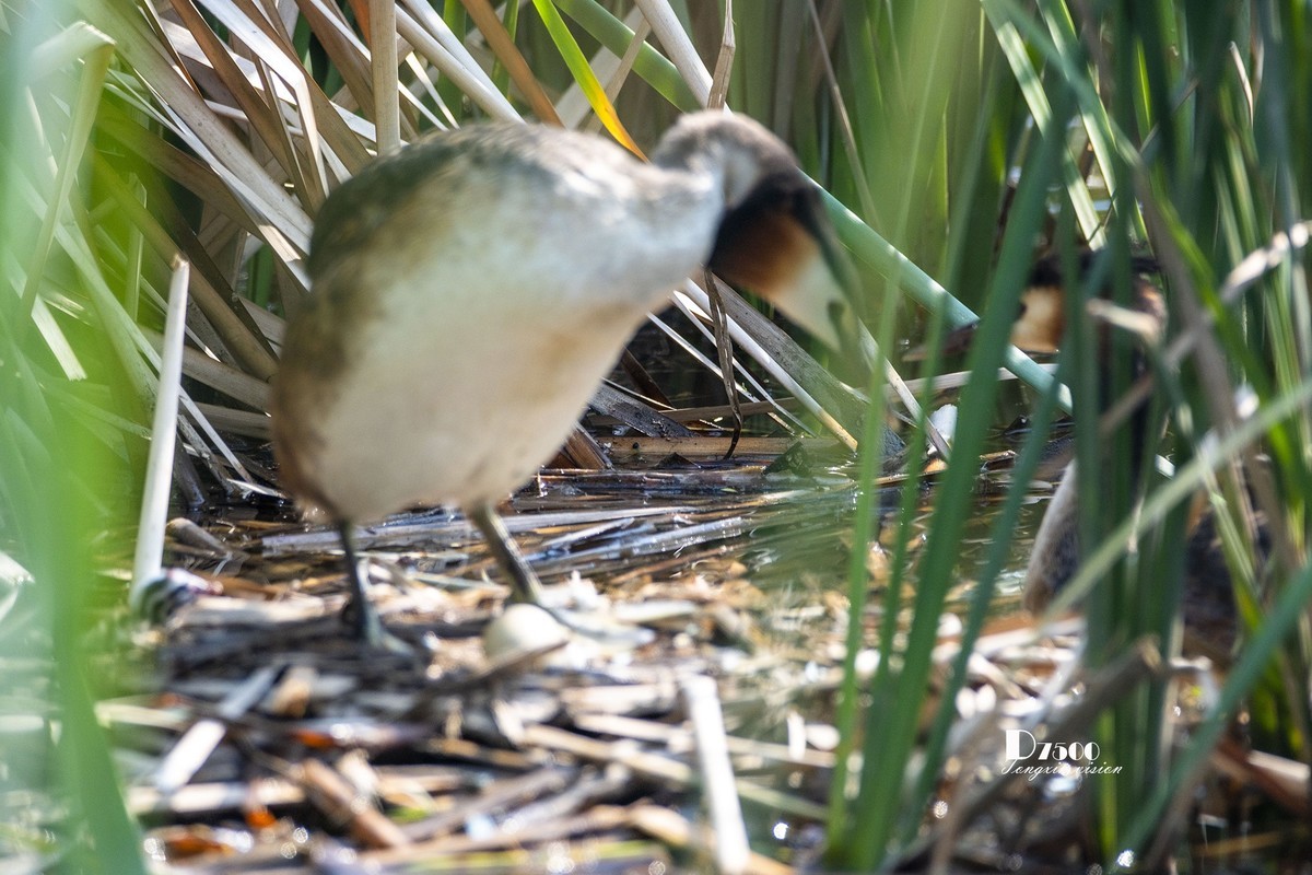可爱的PI鹈（72）