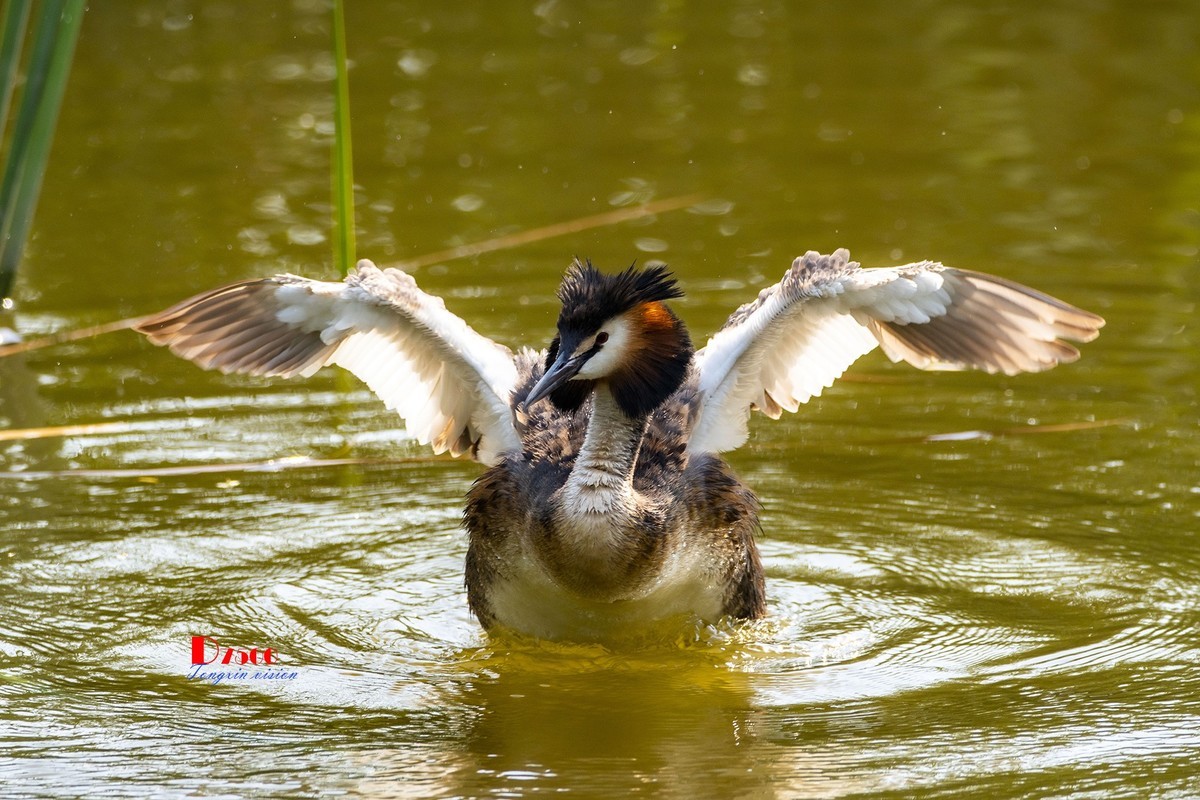 可爱的PI鹈（72）