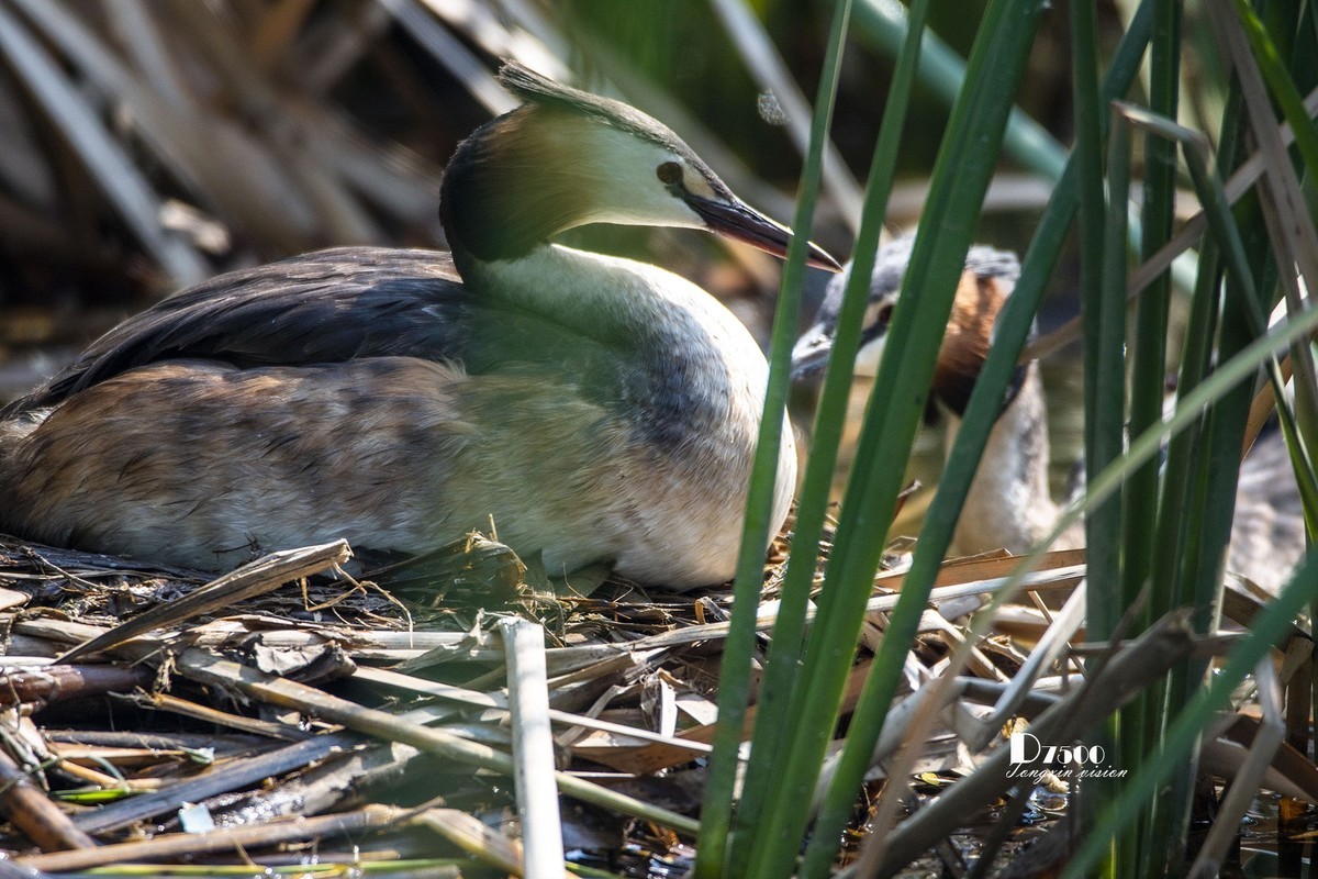可爱的PI鹈（72）