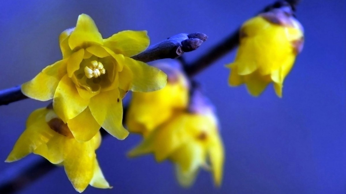 整理了一组梅花图，祝福版主和各位老师2022虎年快乐