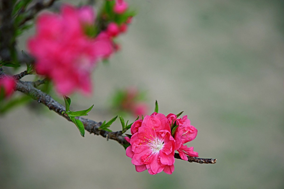 整理了一组梅花图，祝福版主和各位老师2022虎年快乐