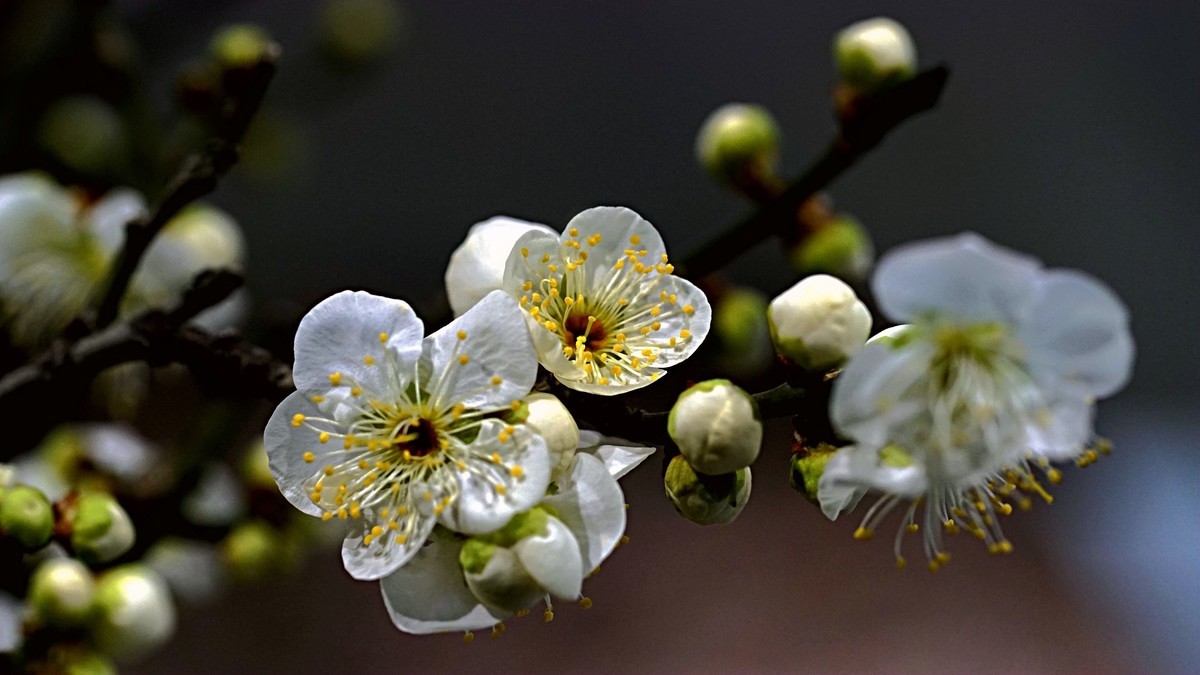 整理了一组梅花图，祝福版主和各位老师2022虎年快乐