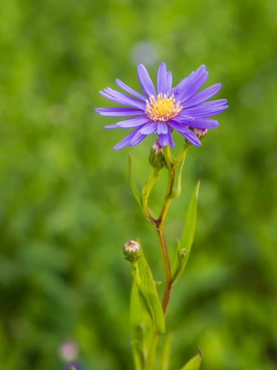 【镜头里】第1273号：唐山花海·荷兰菊