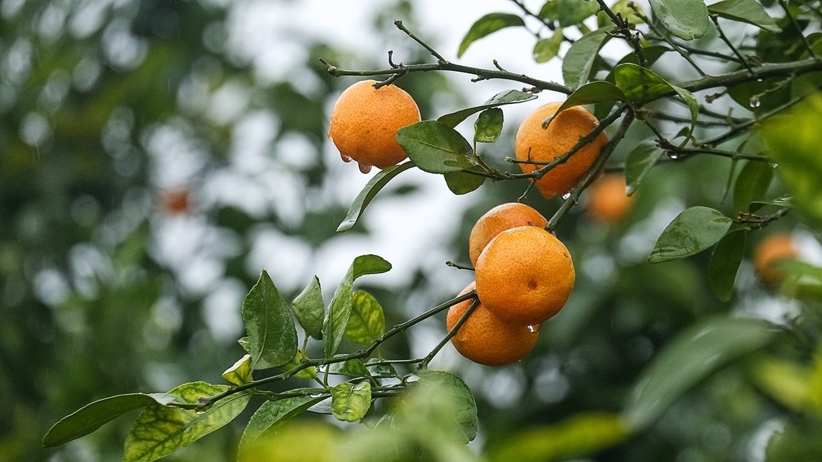 雨中柑橘