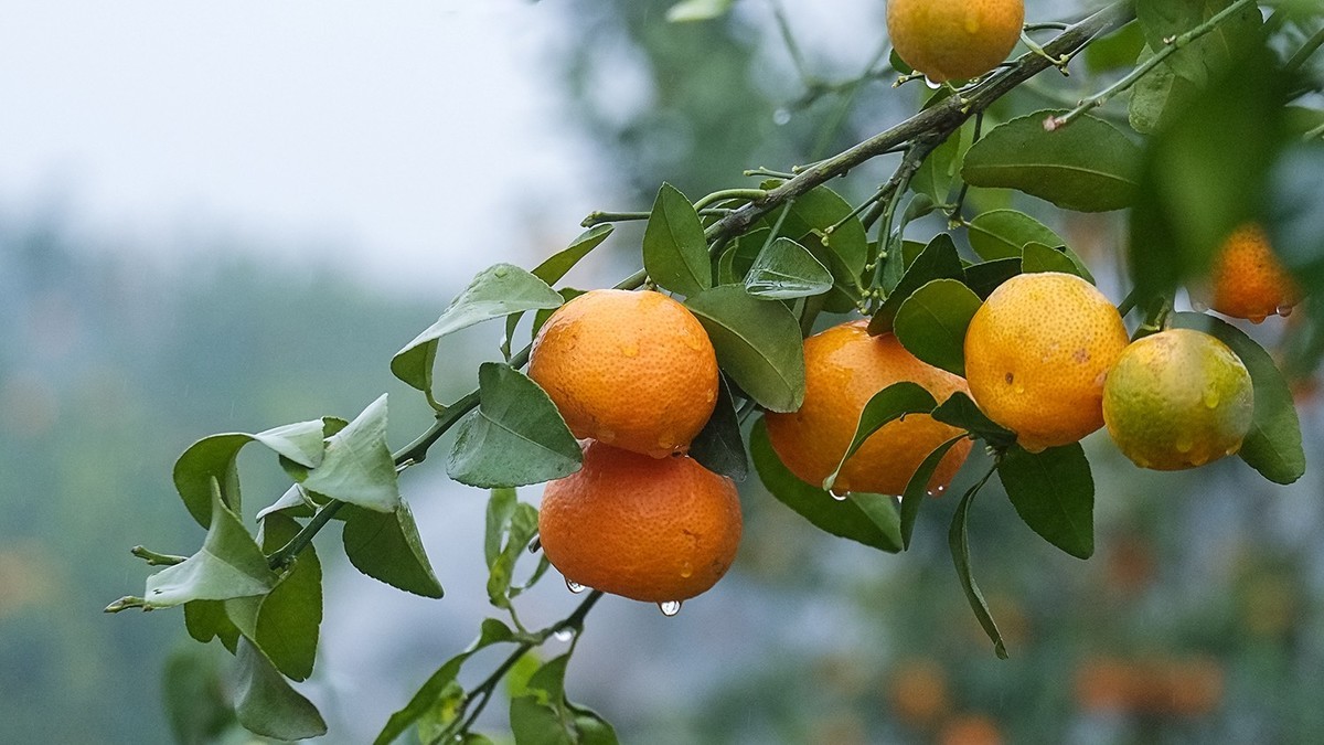 雨中柑橘