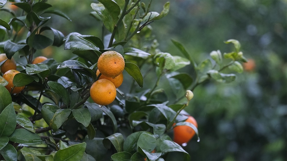 雨中柑橘