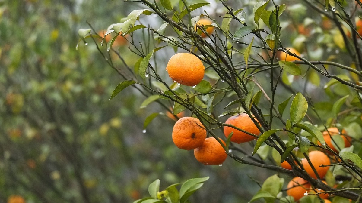 雨中柑橘