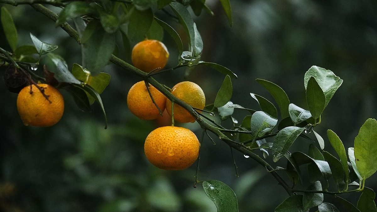 雨中柑橘