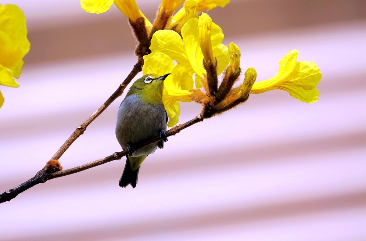 风鈴花上的绣眼 (四)