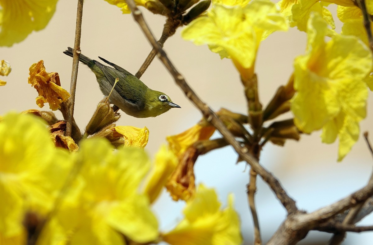 风鈴花上的绣眼 (四)