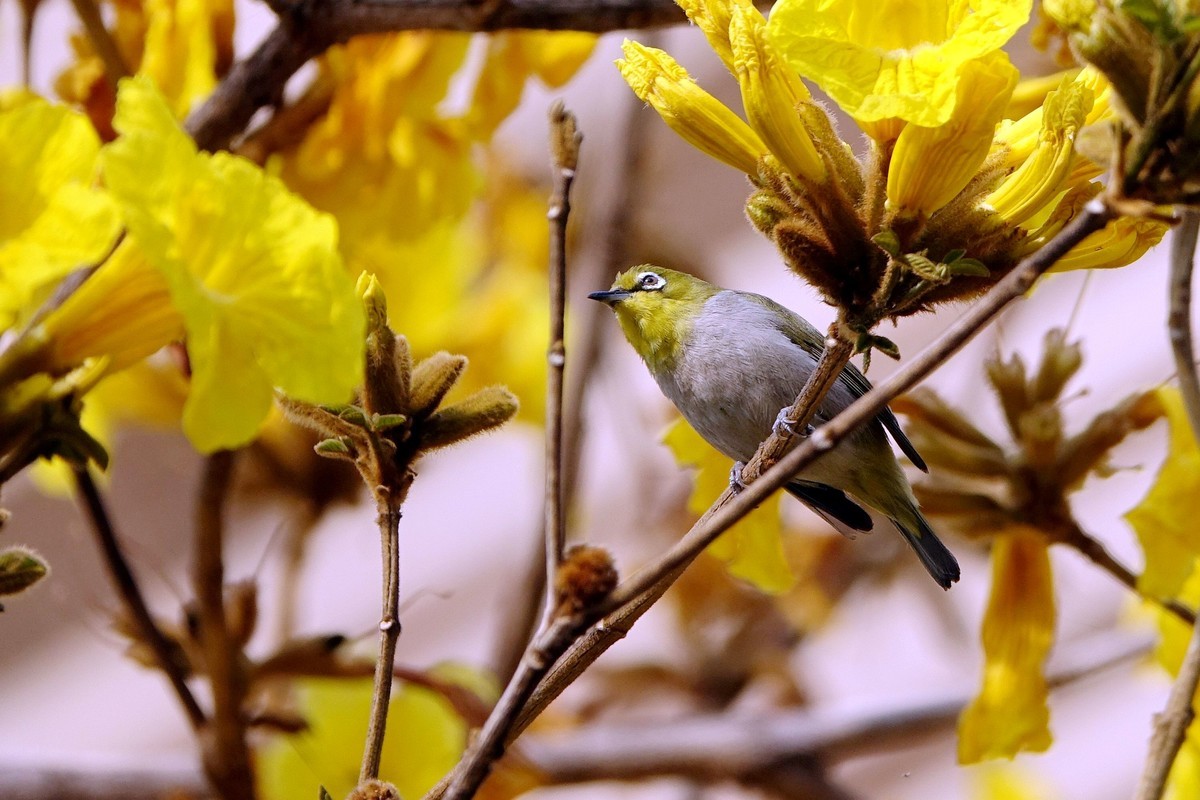 风鈴花上的绣眼 (四)