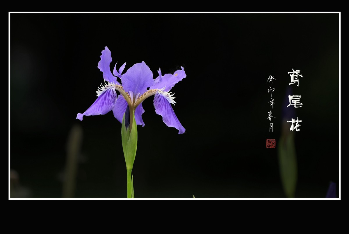 如同紫蝶草上舞的鸢尾花