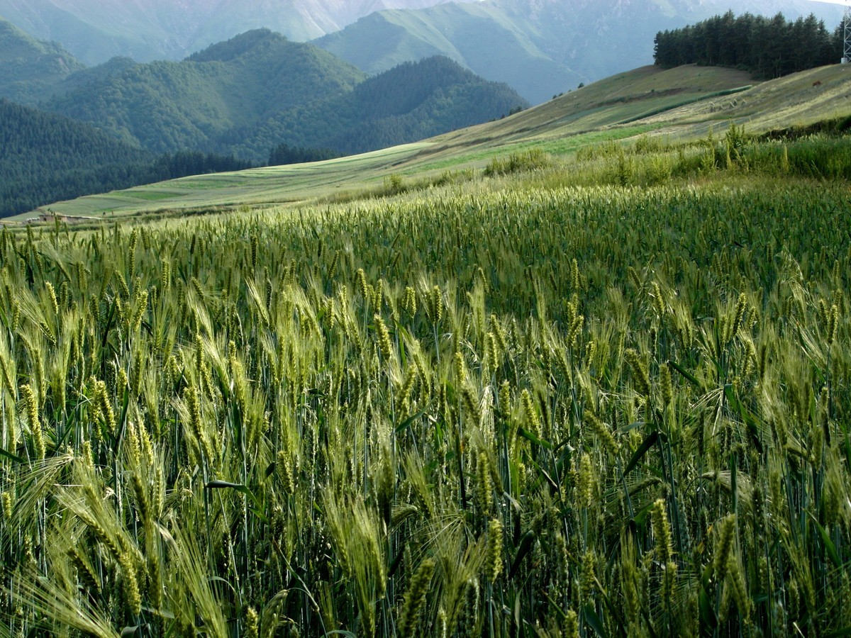 原始的自然风光