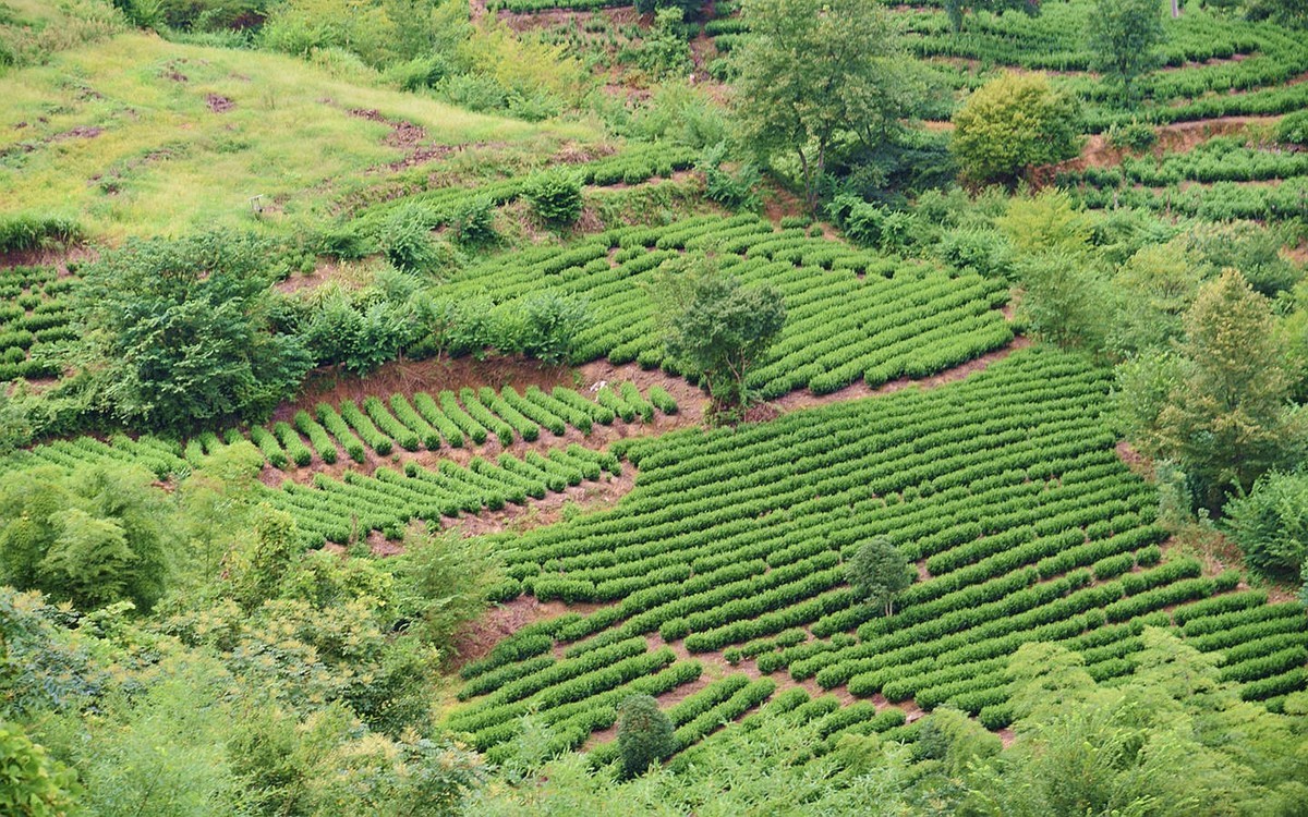 山间绿茶园