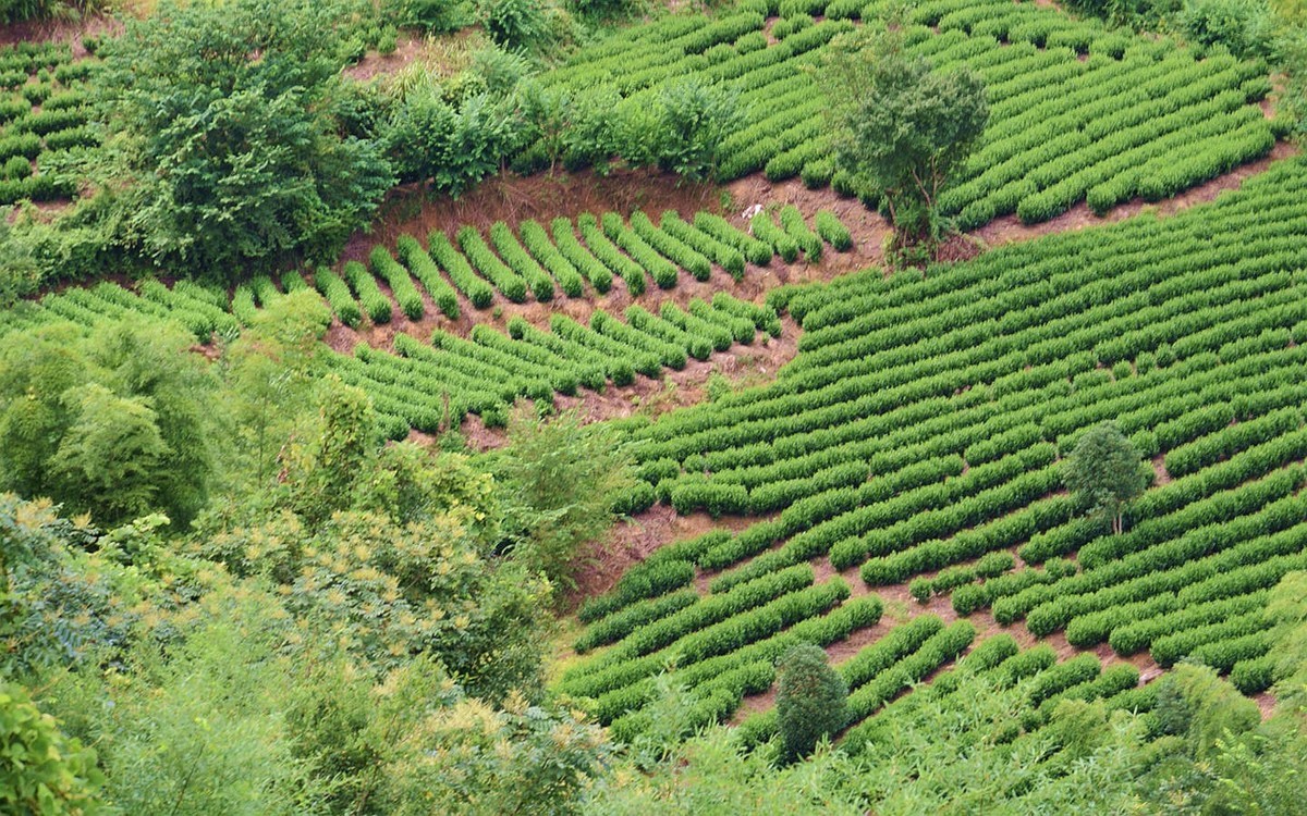 山间绿茶园